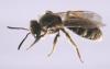 Lasioglossum sp.